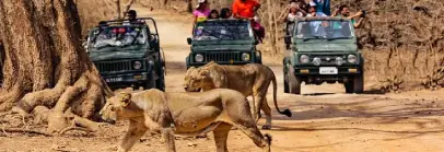 wildlife, Gujarat