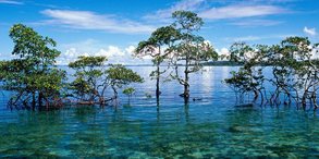 Havelock Island, Andaman Nicobar