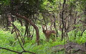 Kullu Manali Tour